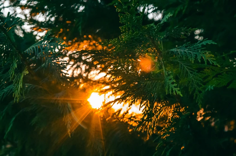 the sun shining through a pine tree in the evening