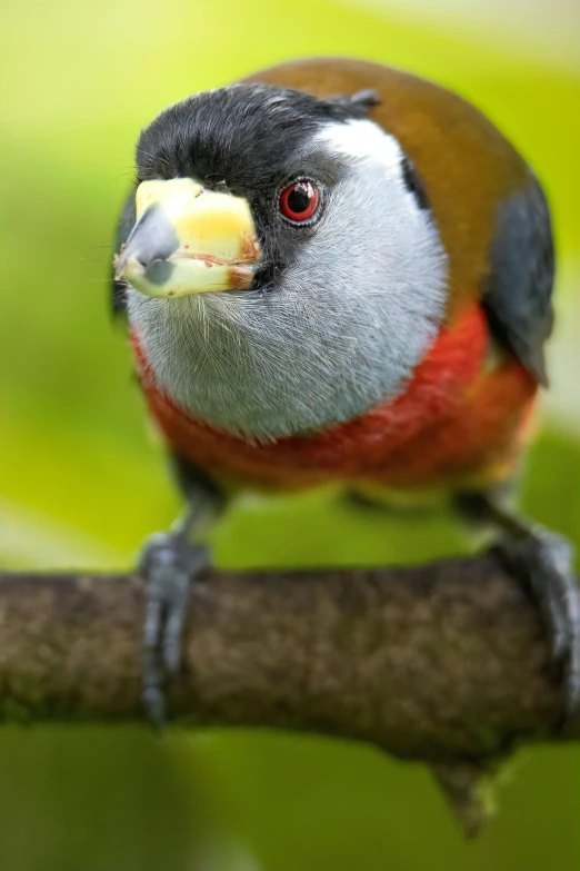 a red - faced bird sits on the nch of a tree