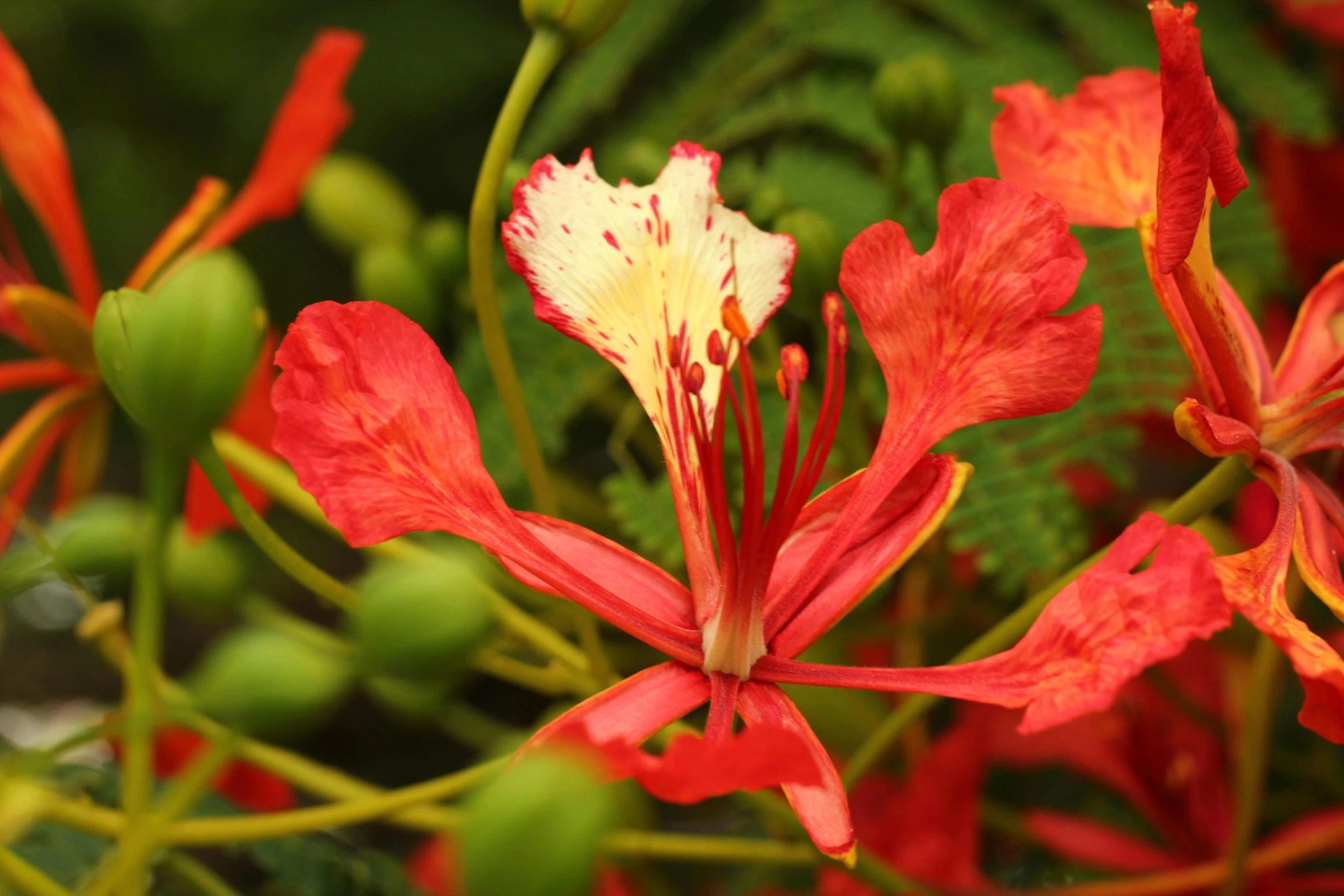 close up view of orange flowers and green plants