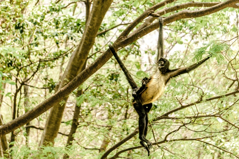 a monkey climbing up the tree trunk in a forest