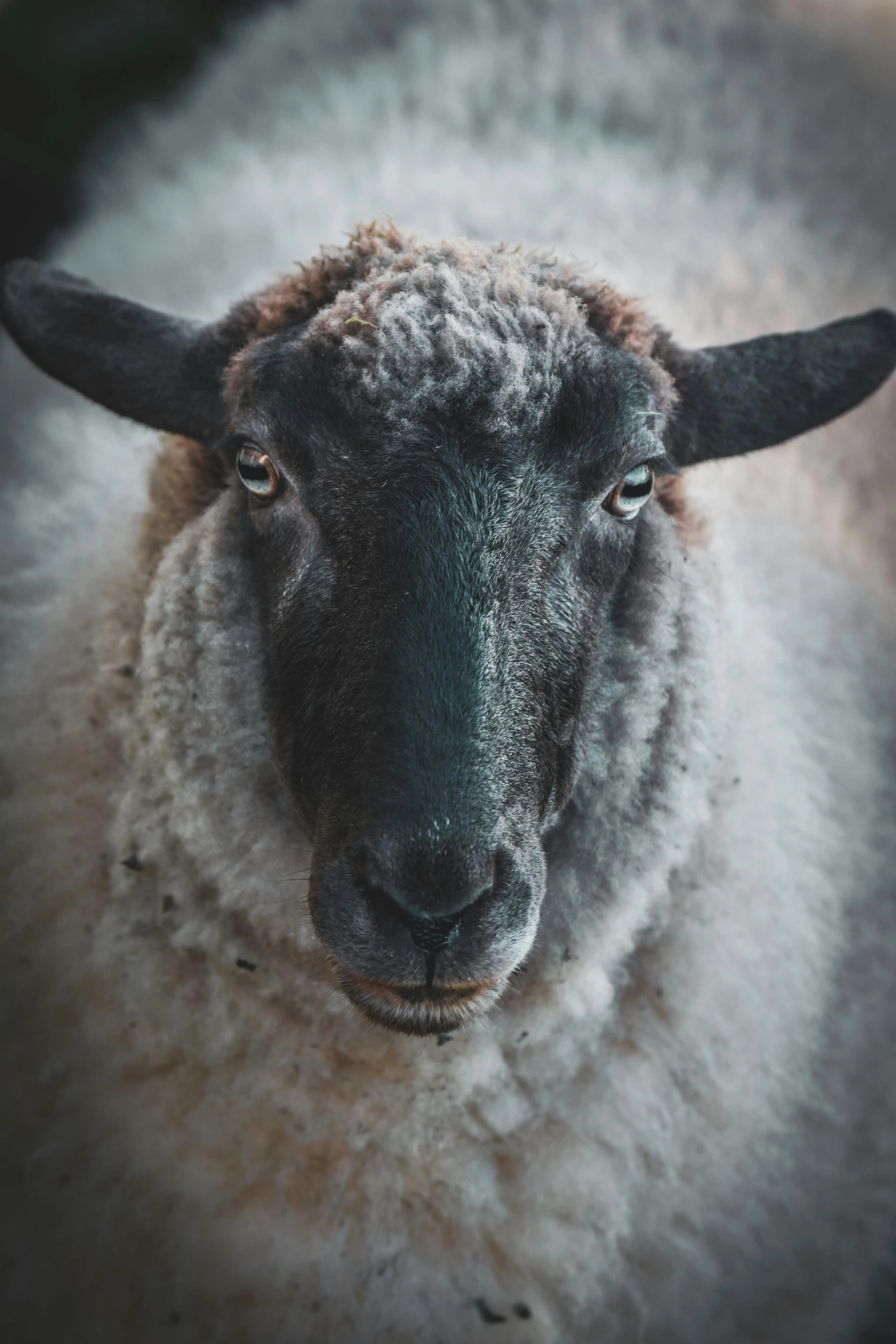 an animal with horns standing up and looking at the camera