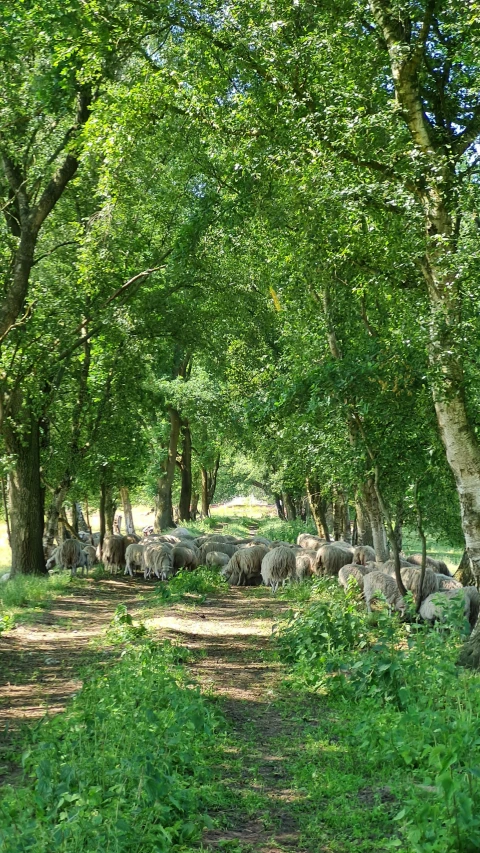 many sheep are walking down a dirt road in the woods