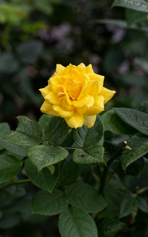 yellow rose with green leaves in the background