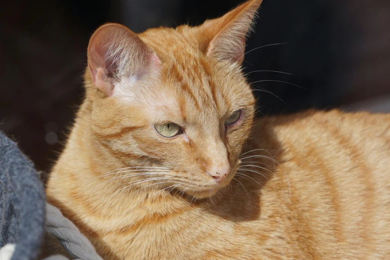 a close up of a cat on a blanket