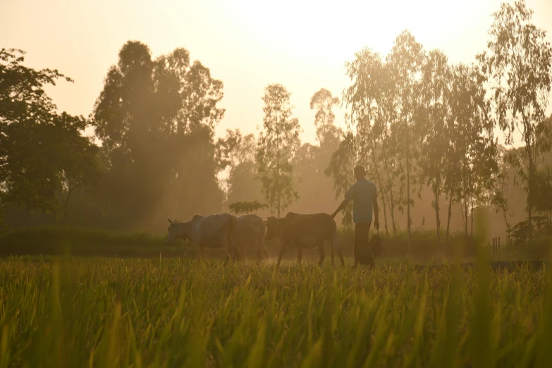 man herding his cows across a grass covered field