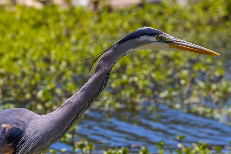 a close - up of a bird standing near a body of water