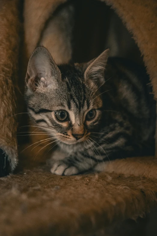 a kitten resting it's head on top of the arm of a chair