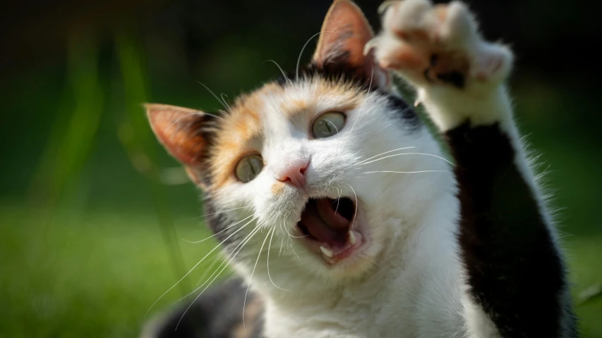a cat has its paw raised in the air and its face partially closed