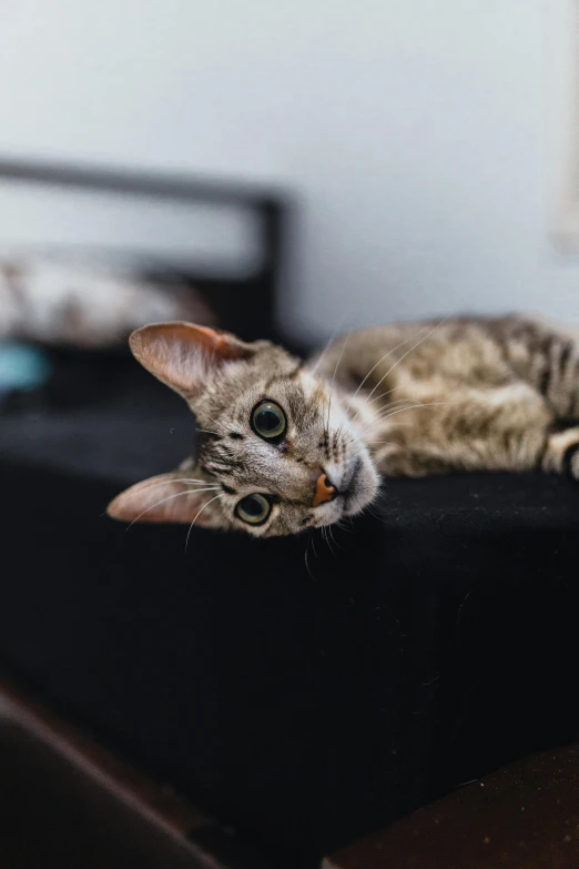 a cat laying on top of a black suitcase