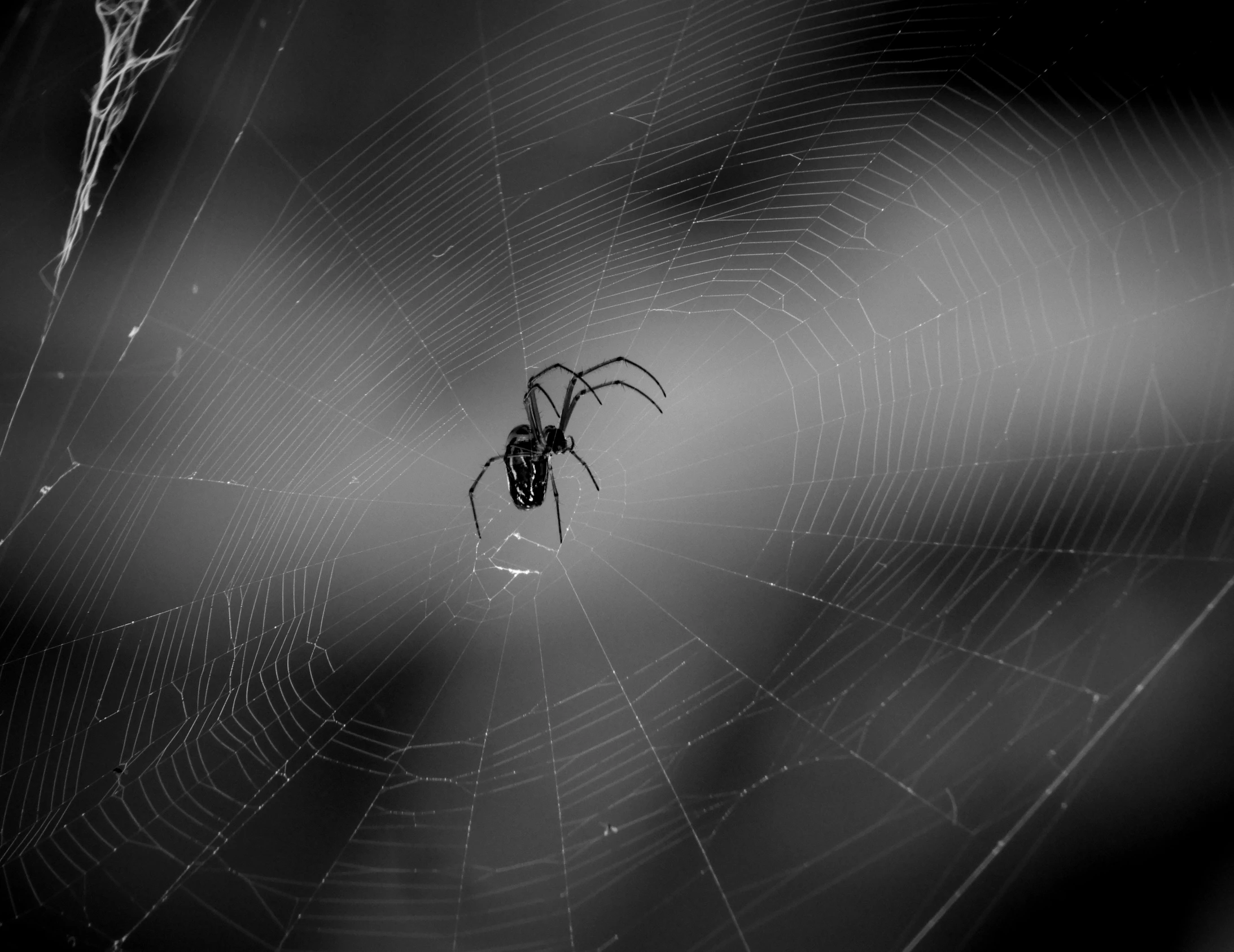 a large spider on its web in a spider - net