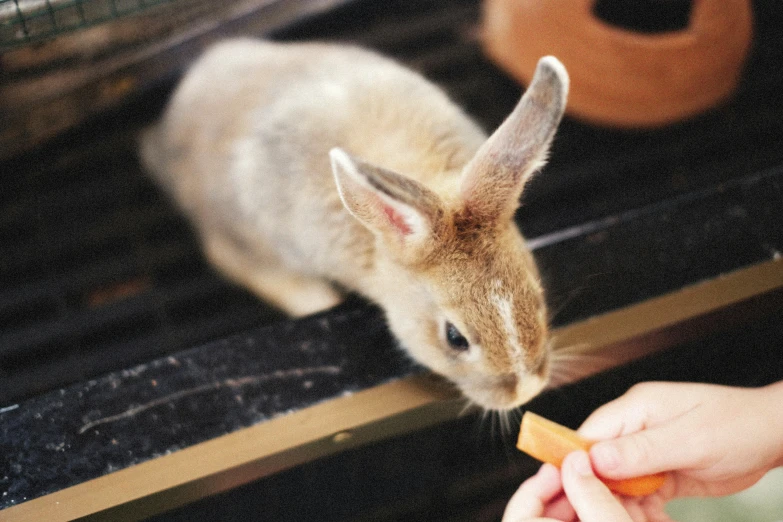 a rabbit eating a carrot held in someone's hand