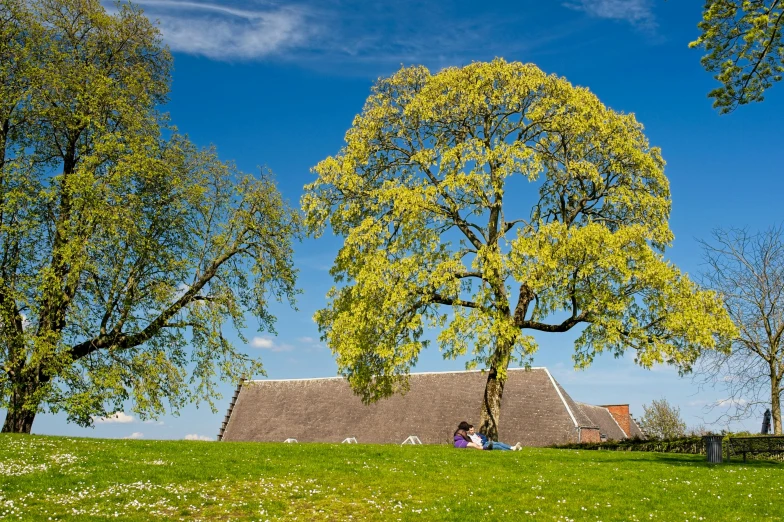 some trees are in front of a house