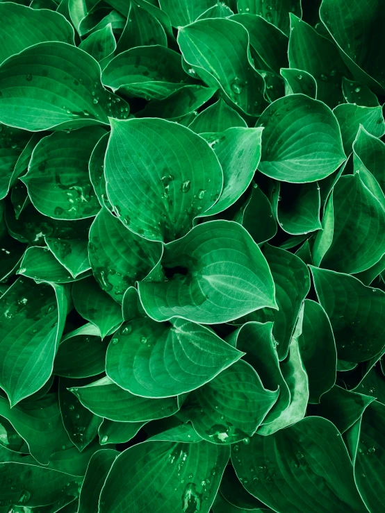 some very pretty green leaves with droplets