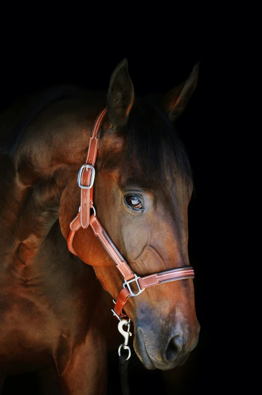 horse looking at the camera with head down