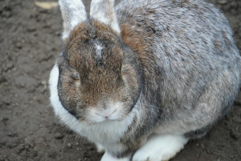 a bunny that is sitting on the ground