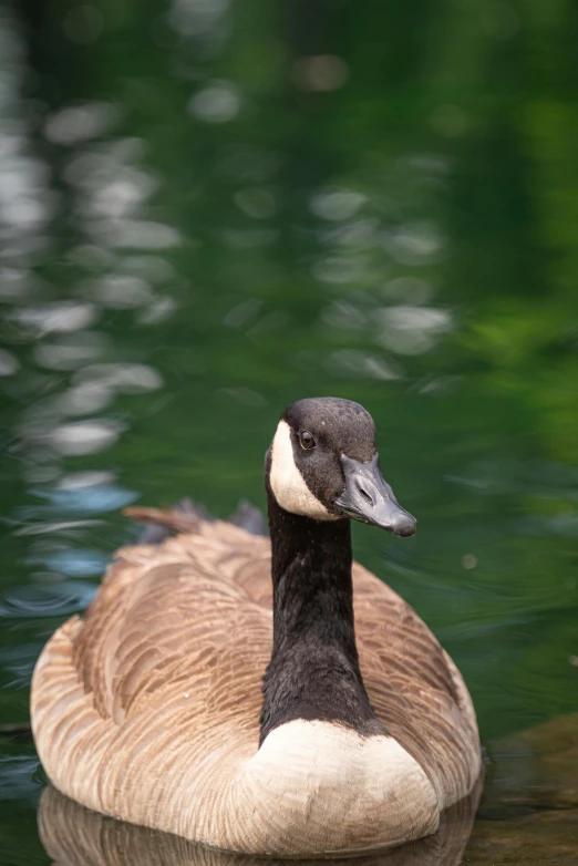 a duck that is floating down some water