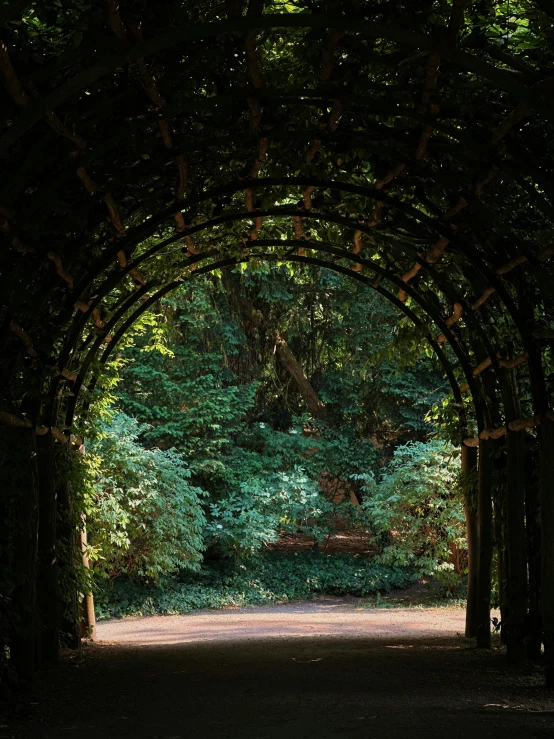 a pathway going through a park lined with trees