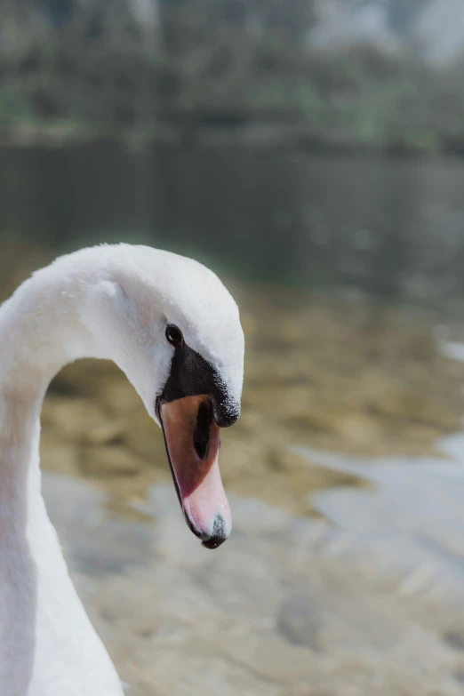 the white swan is looking down at the water