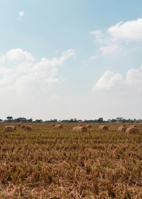 a field that has animals in it