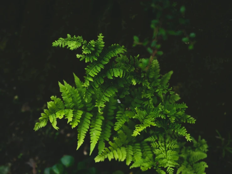 the green leaves of a plant on a black background