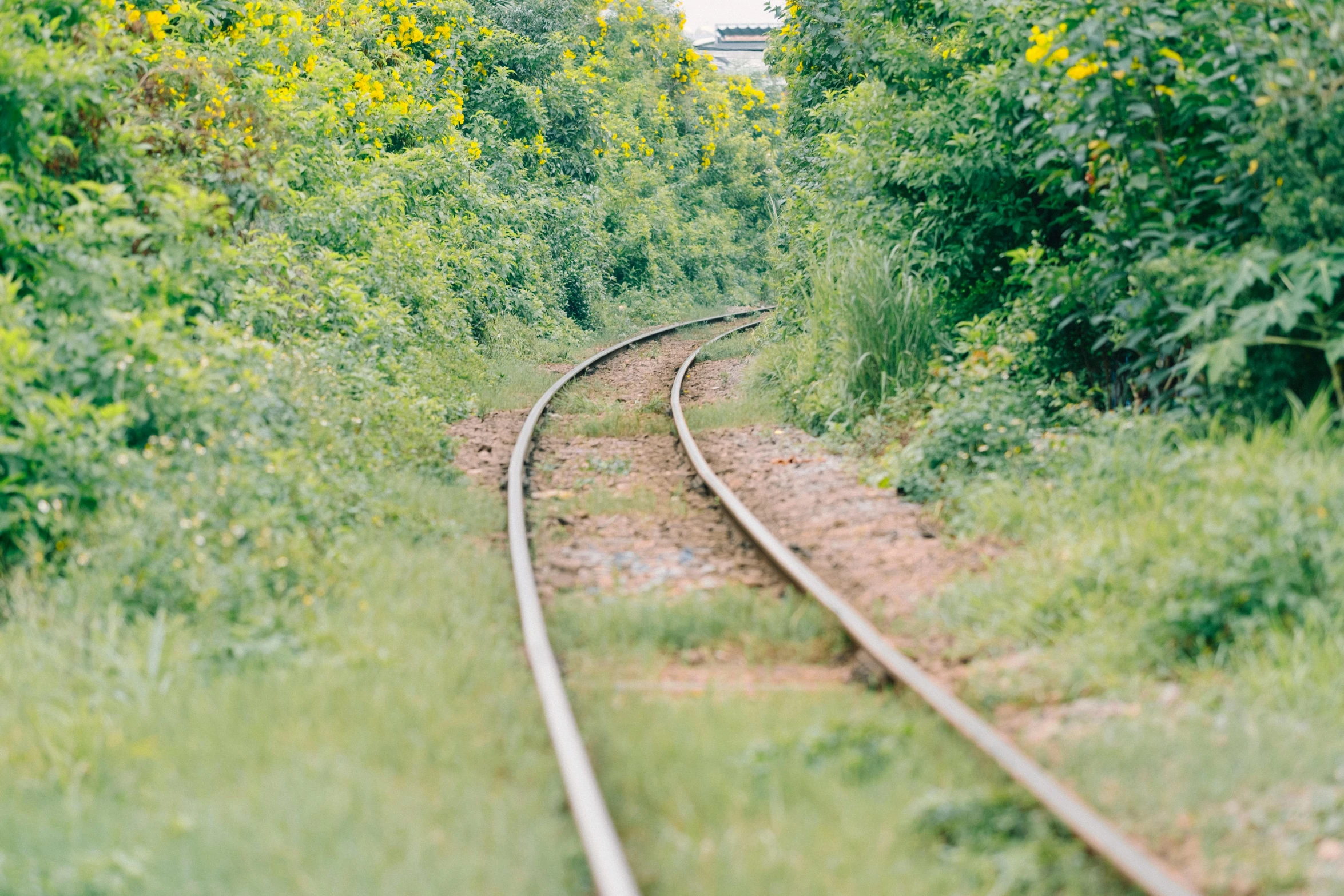 train tracks stretching away from the camera in some grassy area