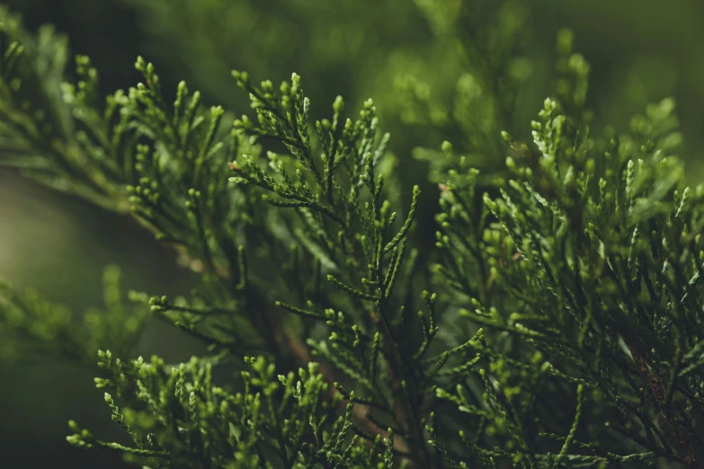 some green needles on some very thick pine trees