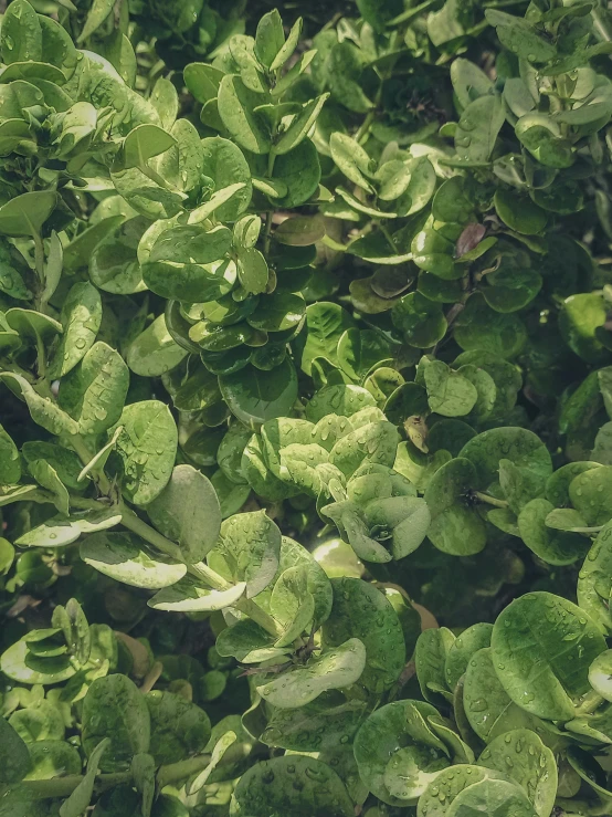 a patch of green leaves sitting in the ground