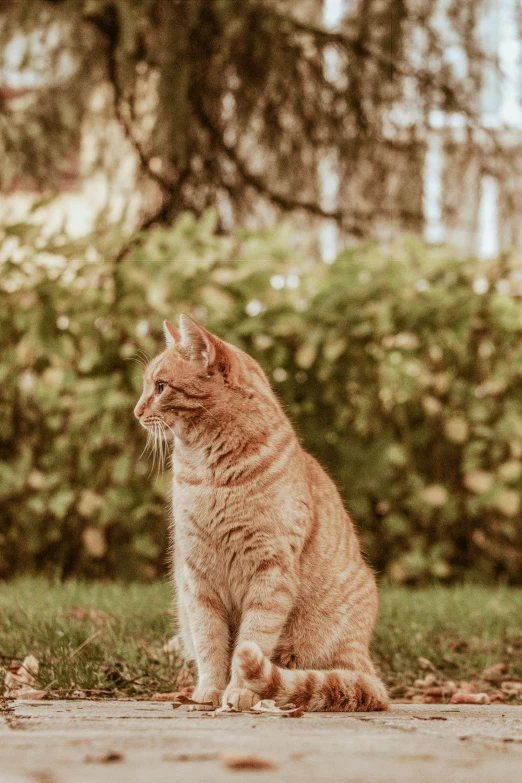 an orange tabby cat sitting in the street