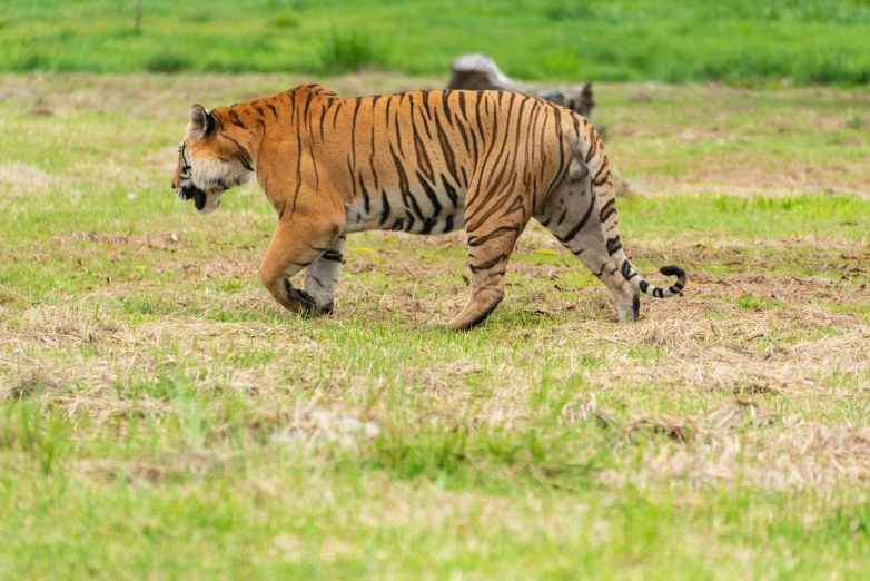 a tiger walking through some grass with other animals in the background