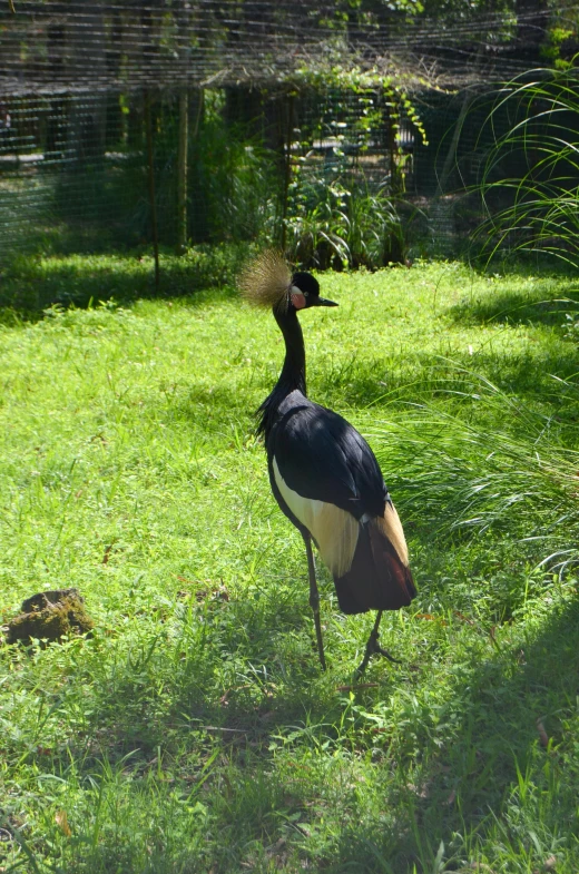 a close up of a bird walking in a field