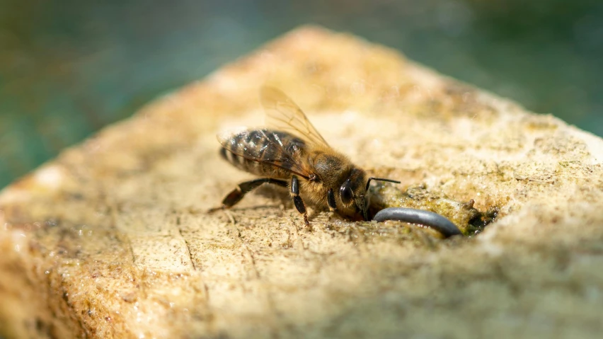 a honeybee on top of a wooden block