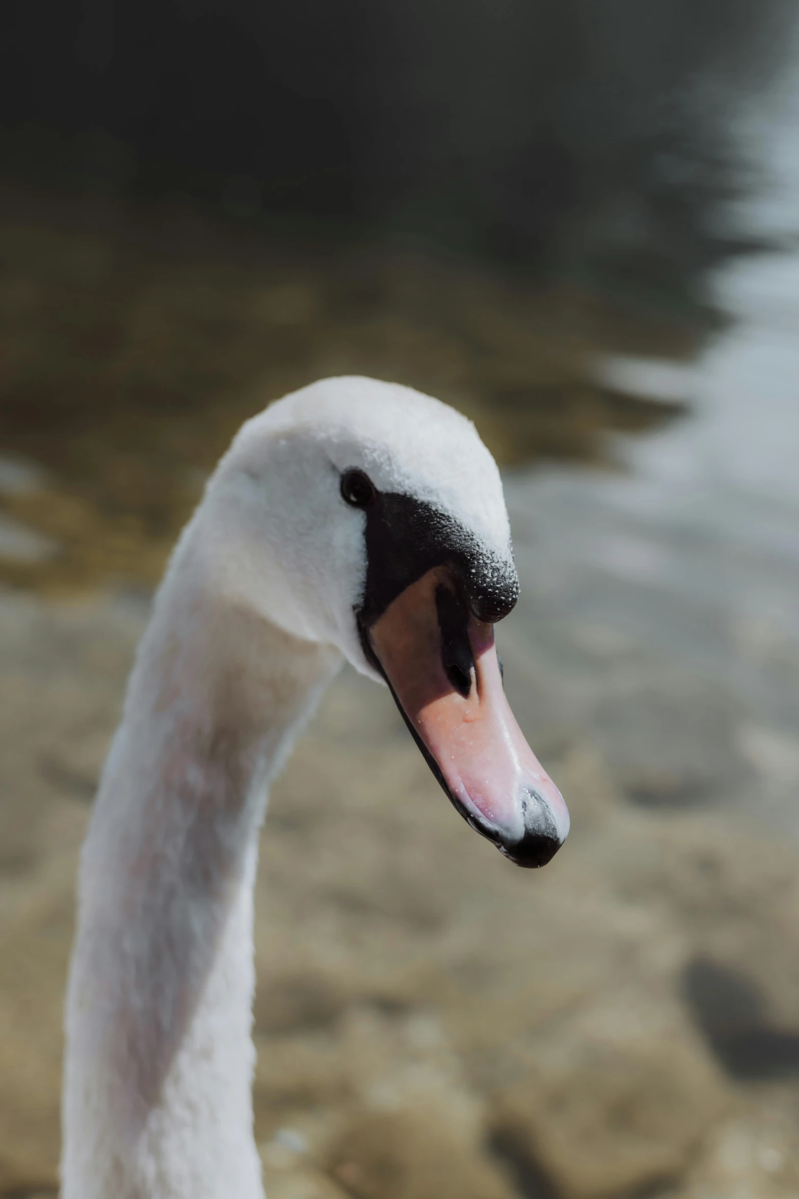 a close up of a white swan near the water