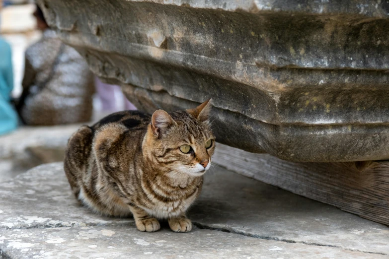 a large cat sitting in the shade under a park bench