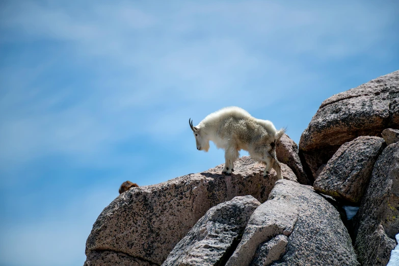a goat is standing on top of a rock