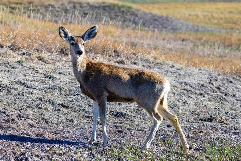 a small deer standing in an open grassy field