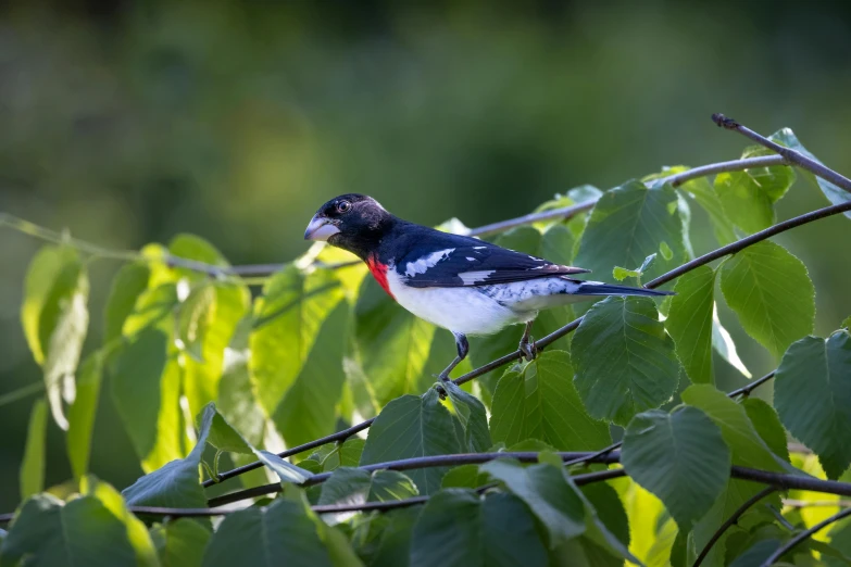 a bird perched on a nch near some leaves