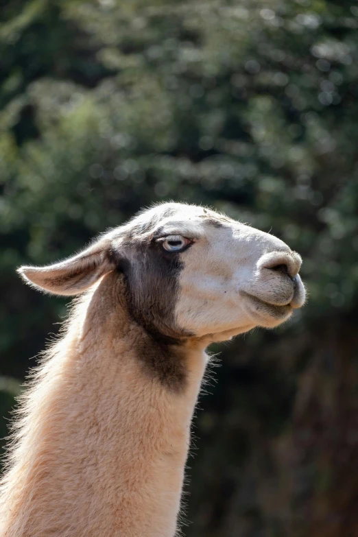 the head and shoulders of an adult llama in captivity