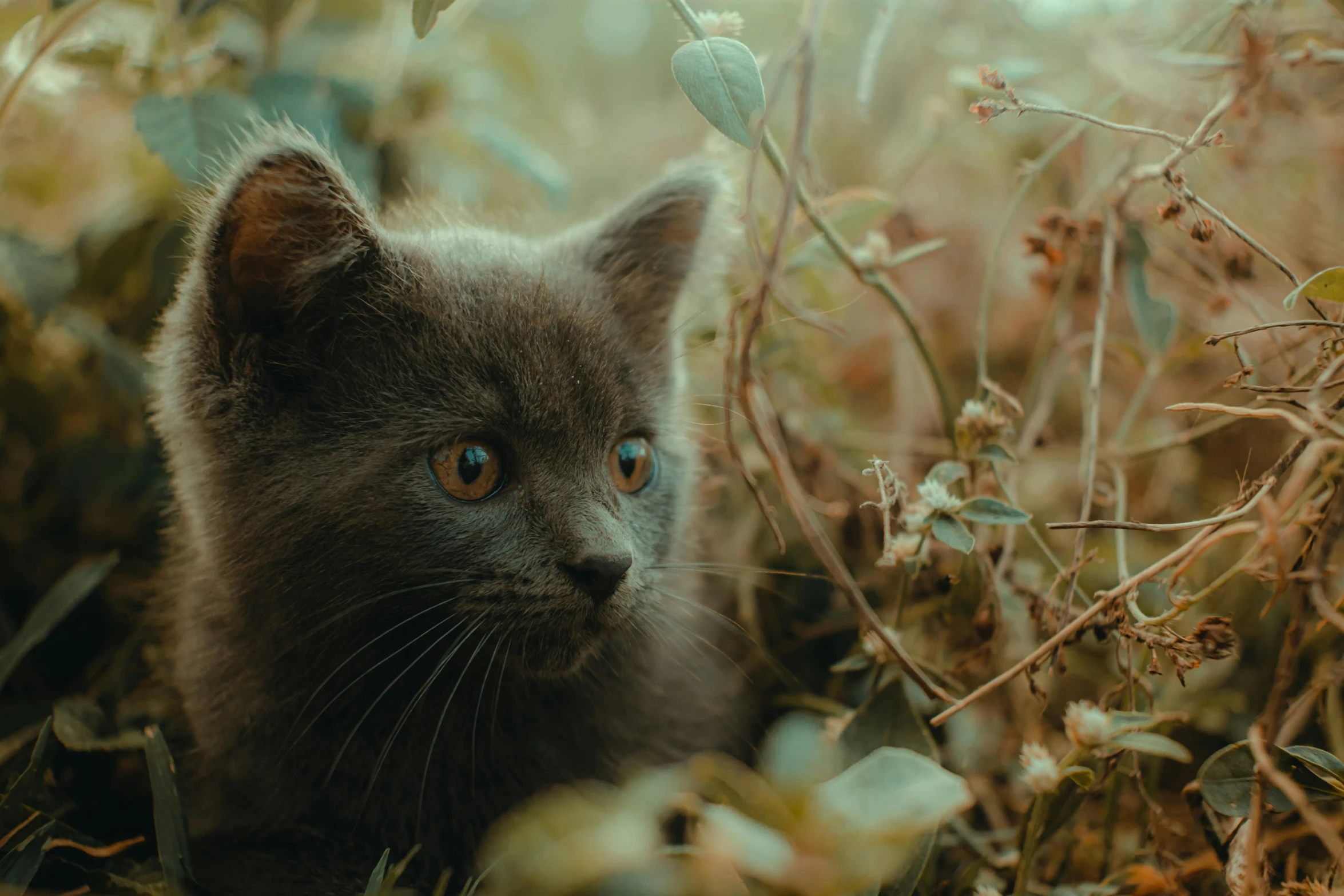 a small cat is standing in the leaves