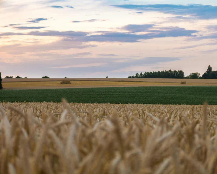 some hay bales in the middle of a field