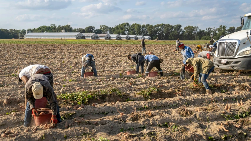 several people working in a farm area