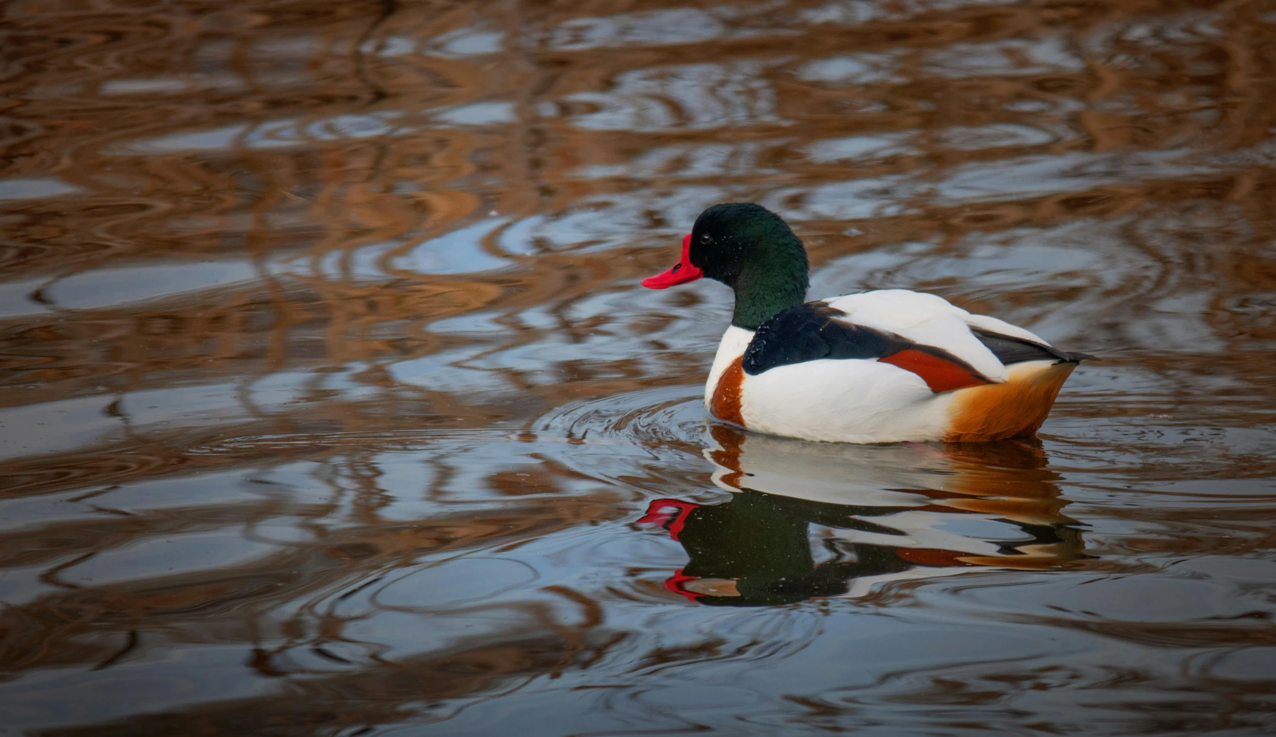 a brown and white duck swimming in a pond