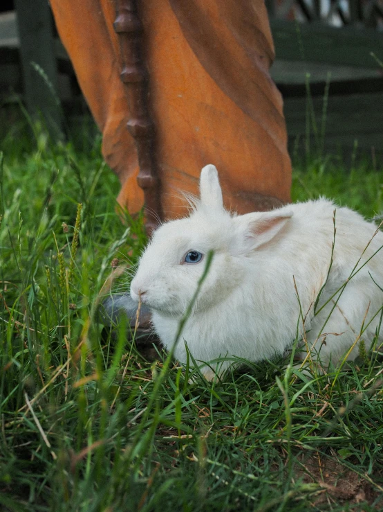 a white baby rabbit is sitting in the grass