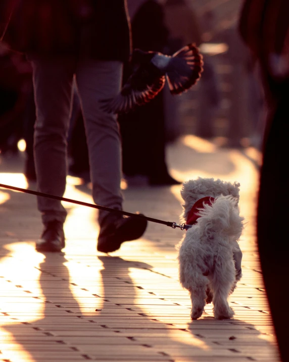 a small white dog being held on a leash