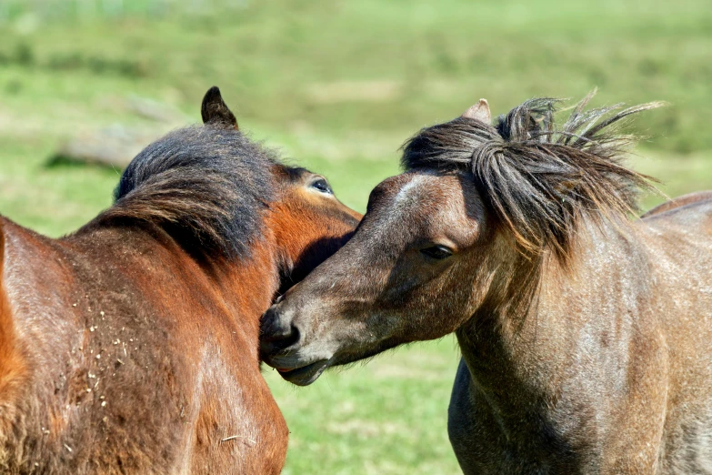 the pair of horses are interacting in the field