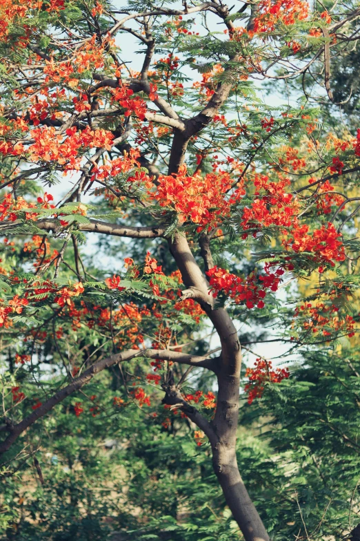 a bright red tree is in the woods