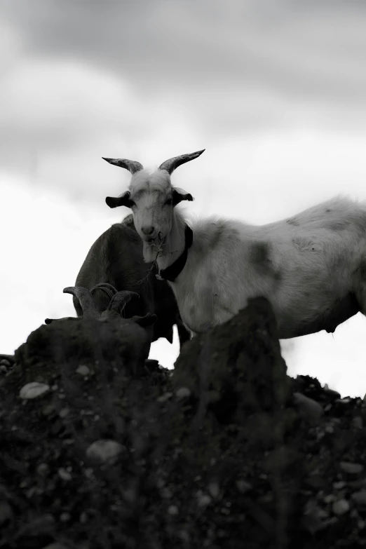 a white animal standing on top of a rocky hill