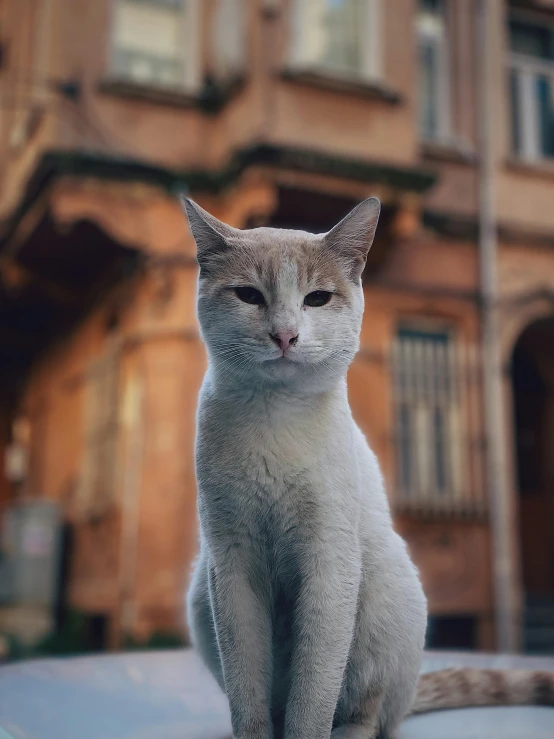 a white cat sitting on top of a building