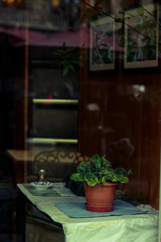 a potted plant in a green plastic container on a table