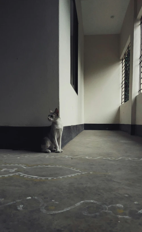 a black and white cat sitting by the window