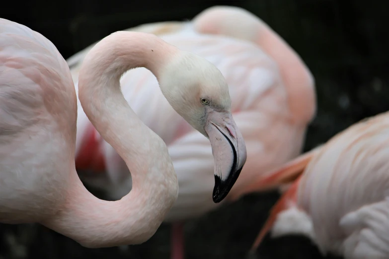 several pink flamingos are standing together on the grass